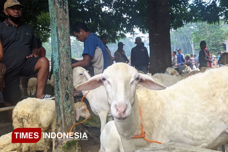 Ingin Berkurban? Simak 3 Syarat Penting agar Ibadahmu Sah dan Bernilai Sunnah