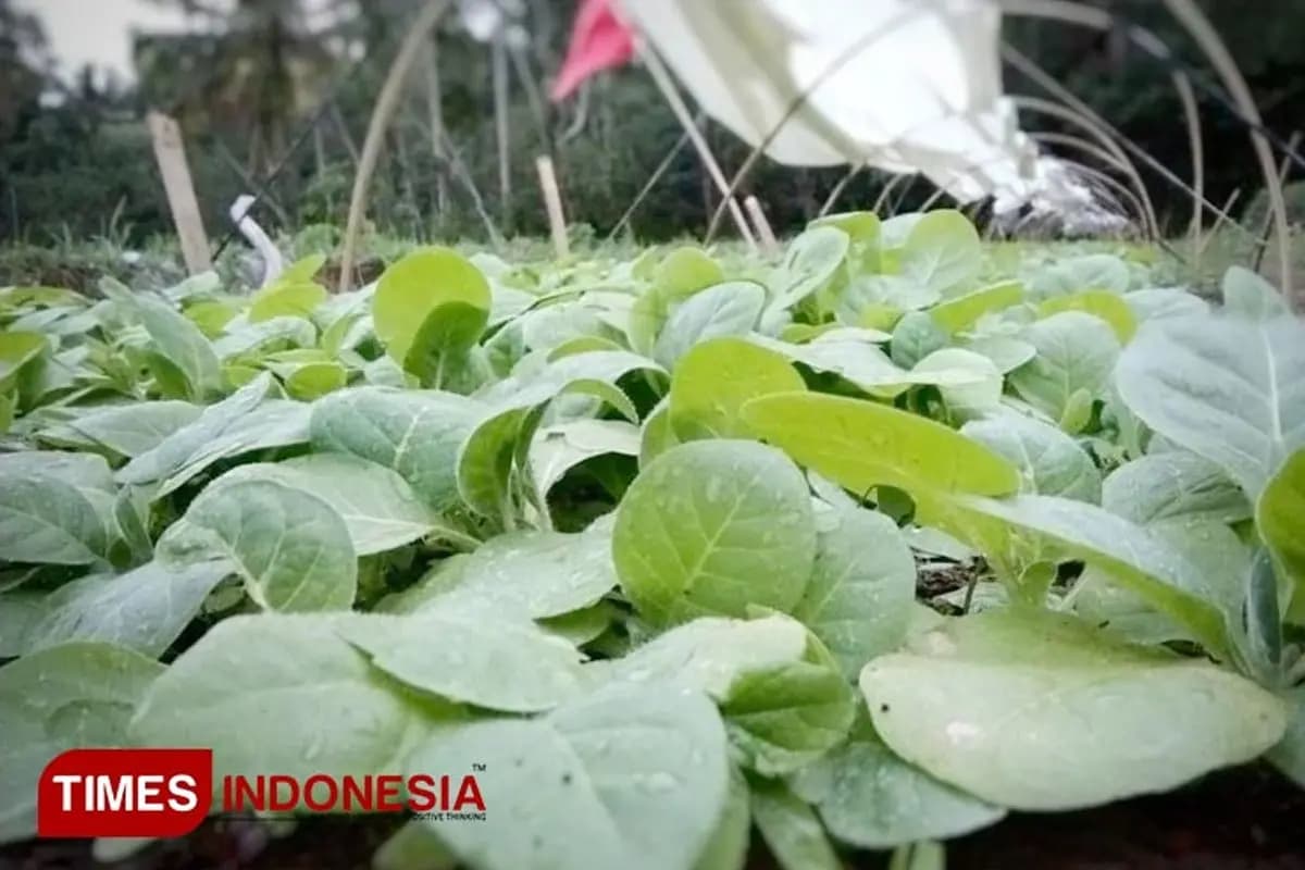 Tembakau Pacitan Tahun Lalu Melenceng dari Target, Ini Biangnya