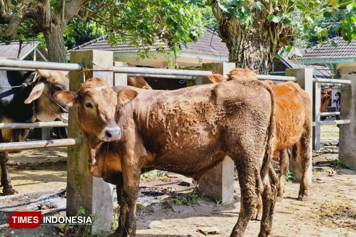 Penjelasan Ulama, Makan Daging Kurban Tak Kurangi Pahala