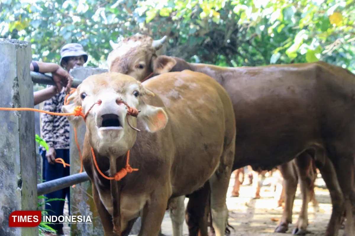 Tata Cara Pembagian Daging Kurban Mazhab Syafi’i, Tak Semua Pekurban Boleh Menikmati Dagingnya