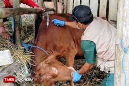 Pacitan Siaga Antraks, Desa Pelem Jadi Fokus Penanganan